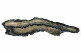 Mammoth Molar Slice With Case - South Carolina #291121-1